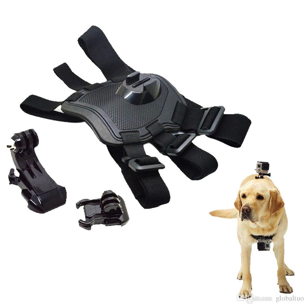 goprodog.jpg