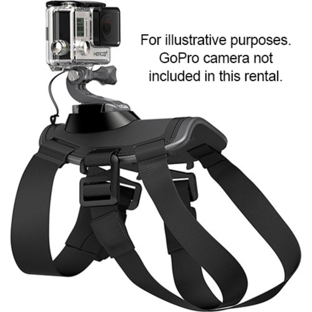 goprodog1.jpg